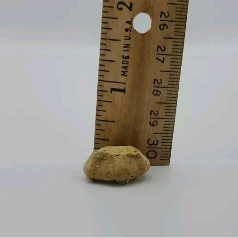 Pumpkin Squash Gourd Stems 2 Small Lil Stubby Natural Dried Fall Craft Cake Deco